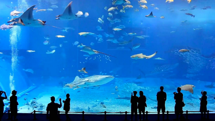 Cheapest  first class flight to Aquarium in Barcelona - IFlyFirstClass