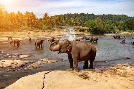  Discounted Business Class Flight to Sri Lanka - IFlyFirstClass